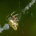 Estudo revela uma maior diversidade de aranhas ibéricas até então desconhecidas
