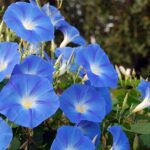 Espécies de flores comuns são promissoras para drogas psicodélicas benéficas