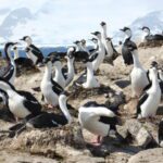 Aves marinhas da Antártica enfrentam declínio de populações