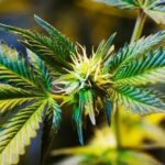 Tratamento com cannabis pode reduzir as convulsões epilépticas em crianças em 86%