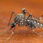 Incidência dos vírus Chikungunya, Zika e Dengue no México pode ser maior do que o relatado