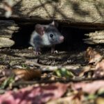 Teoria diz que variante Ômicron pode ter evoluído em ratos