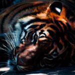 Recorde de 126 mortes de tigres em 2021 na Índia