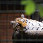 Tigre morto a tiros após morder o braço de funcionário no zoológico da Flórida