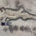 Enorme fóssil de dragão do mar de 180 milhões de anos atrás descoberto na Inglaterra
