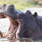 Hipopótamos soltam tornado de cocô em resposta a perigo