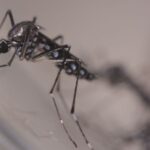 Vacina contra zika mostra resultados promissores em estudos pré-clínicos