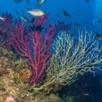 Crise climática leva populações de corais do Mediterrâneo ao colapso