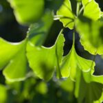 Comida de dinossauro e sobreviventes da bomba de Hiroshima: árvores Maidenhair são 'fósseis vivos'