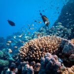 Proteger a conectividade dos recifes de coral é crucial para os esforços de conservação