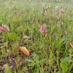Orquídea rara e protegida encontrada em uma base militar na Córsega