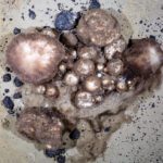 Essas esponjas sobrevivem no fundo do mar alimentando-se de restos de animais mortos há muito tempo