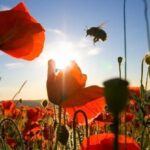 Flores no Reino Unido estão florescendo um mês  antes do que na década de 1980