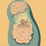 Estudo descobre que fungos intestinais influenciam neuroimunidade e comportamento