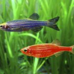 Peixe brilhante transgênico invade riachos brasileiros