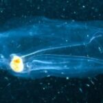 DNA derramado por organismos do fundo do mar revela um abismo escuro repleto de pequenas formas de v...