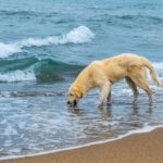 Por que não podemos obter nossa água potável do oceano?