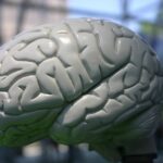 Pesquisadores introduzem em células humanas uma mutação genética que protege contra Alzheimer