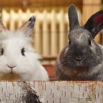 Coelhos: O que você precisa saber antes de pensar em ter um como pet
