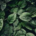 Como plantas evoluíram para colonizar a terra há mais de 500 milhões de anos