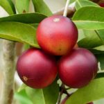 Fruta brasileira reconhecida por efeitos contra obesidade e diabetes também pode ajudar no tratament...