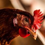 Gripe aviária varrendo aves no leste dos EUA
