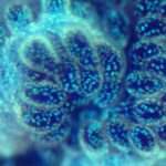 Nova espécie de octocoral: a joia da Caloundra