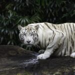 Projeto de lei da califórnia para salvar florestas tropicais e espécies está de volta