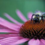 Polinizadores gostam de suas flores com um toque de sal