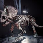 'Horridus', um dos fósseis de Triceratops mais completos já encontrados