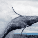 A teoria darwiniana do processo gradual explicada