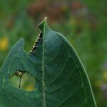 Aromas de alarme: sinais químicos voláteis de plantas danificadas alertam outras sobre ataques de he...