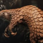 Estudo confirma coronavírus relacionados ao SARS-CoV-2 em pangolins confiscados no Vietnã