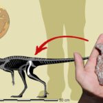 Mais antigo precursor de dinossauro da América do Sul descoberto no Brasil