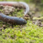Minhocas europeias reduzem populações de insetos nas florestas da América do Norte