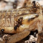Formigas invasoras podem ter encontrado seu rival em um patógeno misterioso parecido com um fungo