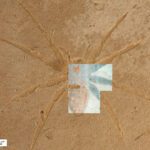 Fósseis de aranhas brilhantes levam a estudo inovador de como foram preservadas em Aix-en-Provence