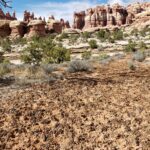 A mudança climática está matando organismos do solo críticos para alguns dos ecossistemas da Terra