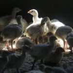 Primeiro caso recente de gripe aviária humana nos EUA confirmado no Colorado