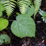 Pesquisadores biossintetizam composto anticancerígeno encontrado em árvore venenosa australiana