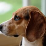 Farinha de abacate pode ser uma nova fonte de fibra para cães