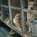 Cortisol em pelo de cachorro de abrigo mostra sinais de estresse