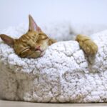 Descoberta nova molécula do sono