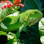 Ecoturismo está causando picos no níveis de açúcar nas iguanas do norte das Bahamas