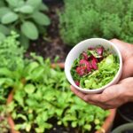 O boom de jardinagem da pandemia mostra como os jardins podem cultivar a saúde pública
