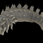 Larva de besouro rara encontrada em âmbar do Báltico
