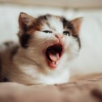 Por que os bocejos são contagiosos - em todos os tipos de animais