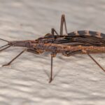 Doença de Chagas: cepas híbridas tornam parasita insidioso mais perigoso