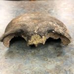 Crânio humano de quase 8.000 anos encontrado por canoístas no rio Minnesota