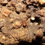 A primeira espécie de molusco preso em cavernas das Américas